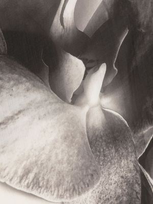 Echarpe en cachemire à fleurs Alexander Mcqueen